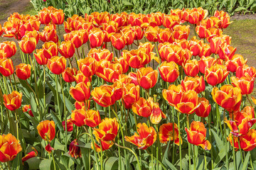 Fototapeta premium Group of red orange and yellow colored tulips in a bright early spring sun