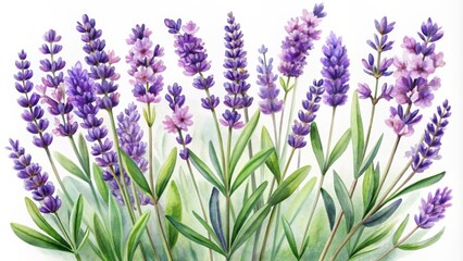 Fototapeta premium Watercolor Lavender Bouquet - Botanical Illustration with Purple Flowers and Green Leaves, Floral Art, Botanical Print, Lavender Painting, Nature Illustration, Floral Design, Spring Flowers