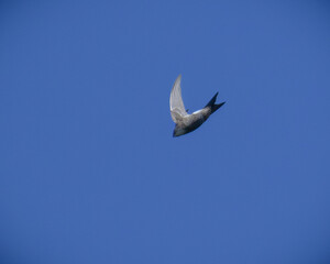 Pacific Swift アマツバメ