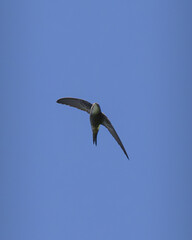 Obraz premium Pacific Swift アマツバメ