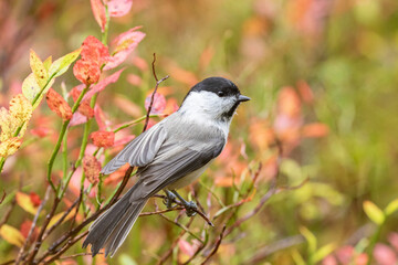 Fototapeta premium Small and adorable passerine willow tit, Poecile montanus perched on a branch of wild blueberry in Northern Finland, Europe during autumn foliage