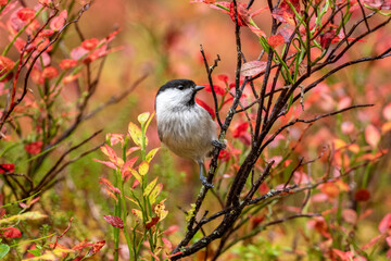 Small and adorable passerine willow tit, Poecile montanus perched on a branch of wild blueberry in Northern Finland, Europe during autumn foliage © Kersti Lindström