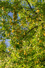 Mirabelle plum tree with fruit - taken in summer near Stuttgart, Germany.