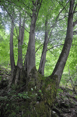 trees natural background