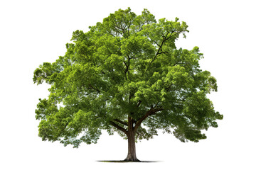 Obraz premium Majestic Green Tree Spreading Its Lush Foliage Under a Bright Sky at Midday on Transparent PNG Background.