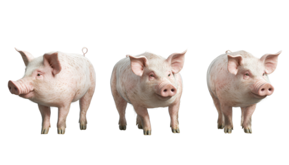 three big pigs, different angle, isolated far apart on transparent background