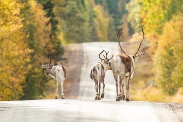 Three reindeer walking on a gravel road, one looking back on a beautiful autumn day in Northern Finland, Europe  © Kersti Lindström