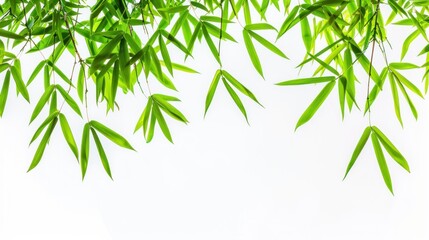 Obraz premium Green Bamboo Leaves on a White Background