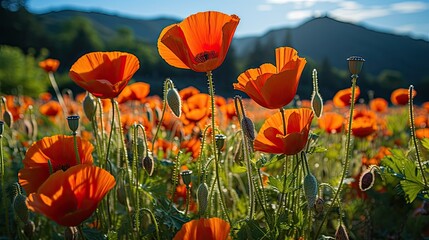 Fototapeta premium a red rose with water drops on it