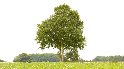 Landschaft mit zentralem Baum, von Hintergrund freigestellt