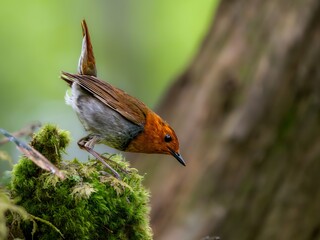 森の中で枯れ木に留まって周りを見渡しているコマドリの雄