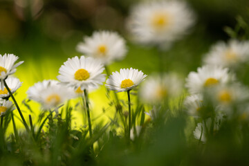 daisies in the grass