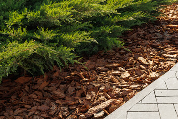 Decorative mulching of the lawn with large pieces of pine bark.