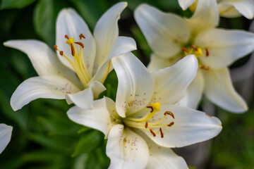White lilies in the garden. High quality photo.