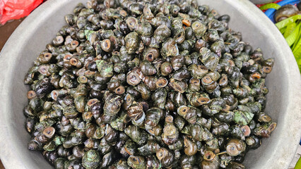 A container filled with freshwater snails, captured at a local market