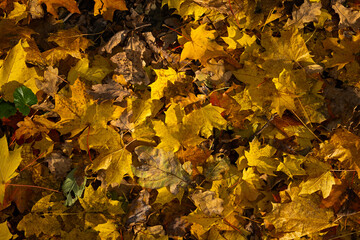Fallen maple leaves background. Top view of the leaves on the ground. Full frame. Colorful leaves in close-up. Autumn bright natural background for the design. The concept of fading, sadness.