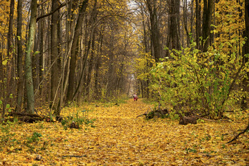 Autumn Park maples, oaks. Beautiful atmospheric autumn landscape with fallen leaves. A sunny warm day in October. Natural background for the design. The concept of outdoor walks, weekend rest. Relax
