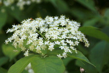 White flowers of black elder, Sambucus nigra in sunny summer day. Elderberry flowers in the garden