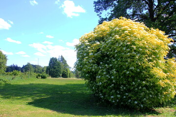 White flowers of black elder, Sambucus nigra in sunny summer day. Elderberry flowers in the garden