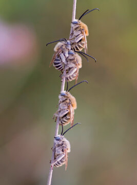Group of wild bees, (Eucera strigata), sleeping on a twig at sunset.