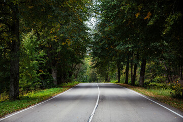 Fototapeta premium road in the forest