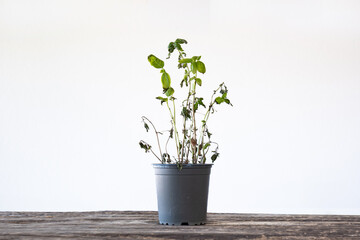 Dead, withered potted basil plant, isolated against a white background