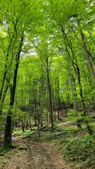 Obraz premium forest in the spring with green trees