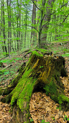 forest in the spring with green trees