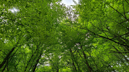 Fototapeta premium forest in the spring with green trees