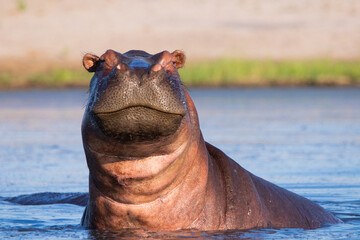 Fototapeta premium Hippopotamus half in water