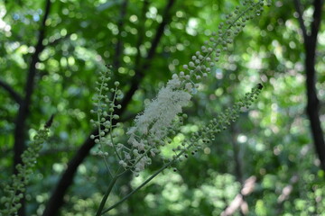 Beautiful delicate flowering of Black cohosh (actaea cohosh )