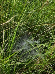 web in the grass in the morning