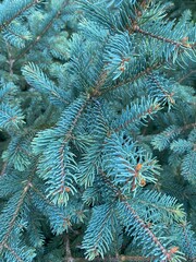 green branches of a pine