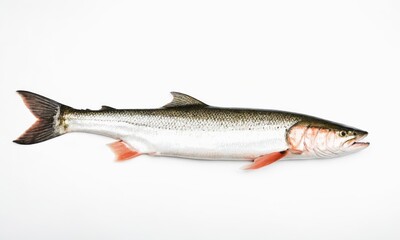 Obraz premium Freshwater fish isolated on white background