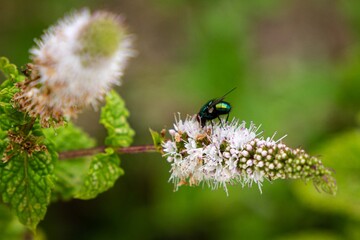 Fototapeta premium une mouche verte sur la fleure
