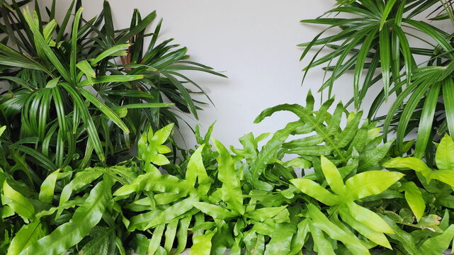 Nephrolepis exaltata (L.) Schott &lsquo;Bostoniensis&rsquo;and Broad Lady Palm or Bamboo palm(Chamaedorea seifrizii) planted along the fence. Green tree background with empty space in middle for filling in text.
