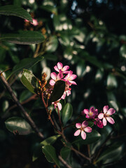 Pink flowers in the garden