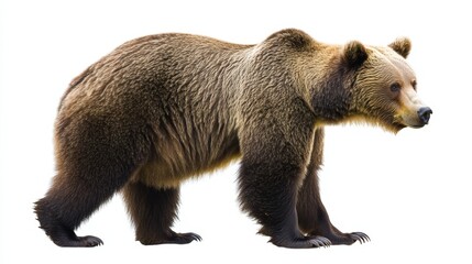 Fototapeta premium Majestic Grizzly Bear Fishing in Profile Against White Background