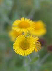 Beautiful close-up of pulicaria dysenterica