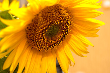 Close up view of a sunflower	