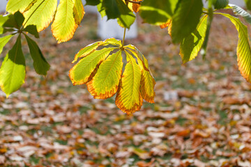 A leaf with a yellow center and green edges is hanging from a tree