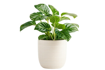 Obraz premium A vibrant green potted plant with glossy leaves in a white ceramic pot, perfect for home decor or indoor gardening inspiration.