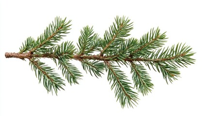 Fir Tree Branch Isolated on White Background
