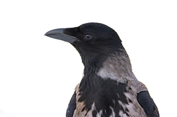 portrait gray crow isolated on white background