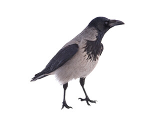 gray crow standing on the snow in winter