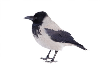 gray crow standing on the snow in winter