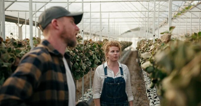 Confused and disappointed woman with red hair Farmer having a discussion with her colleague about the failed harvest of wilted and dry strawberries in a greenhouse on the farm