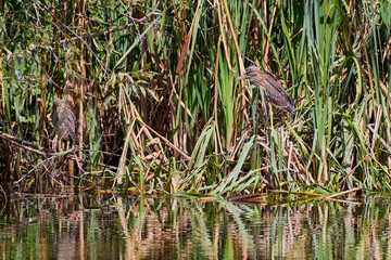 Ixobrychus, on the branches of a tree near a lake.