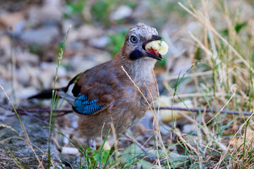 (Garrulus glandarius) sits in the grass in the park and feeds on food left by people.