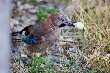 (Garrulus glandarius) sits in the grass in the park and feeds on food left by people.
